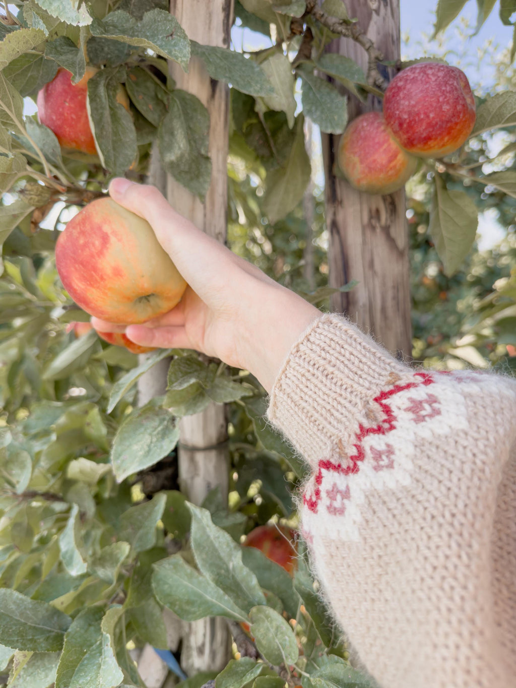 Holly Harvest Sweater | Knitting Pattern